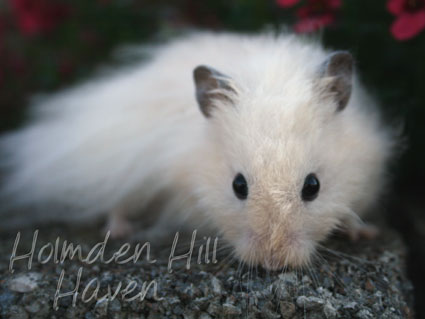 Powderpuff- Extreme Dilute Black Eyed Cream Black Longhaired